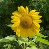sunflowergrower